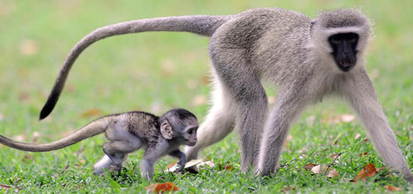 You are currently viewing Monkey Foundation: A Safe Haven for Primates in South Africa