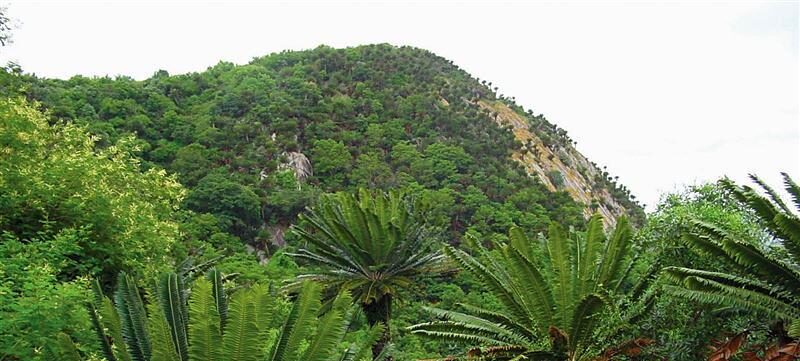 You are currently viewing Modjadji Cycad Reserve